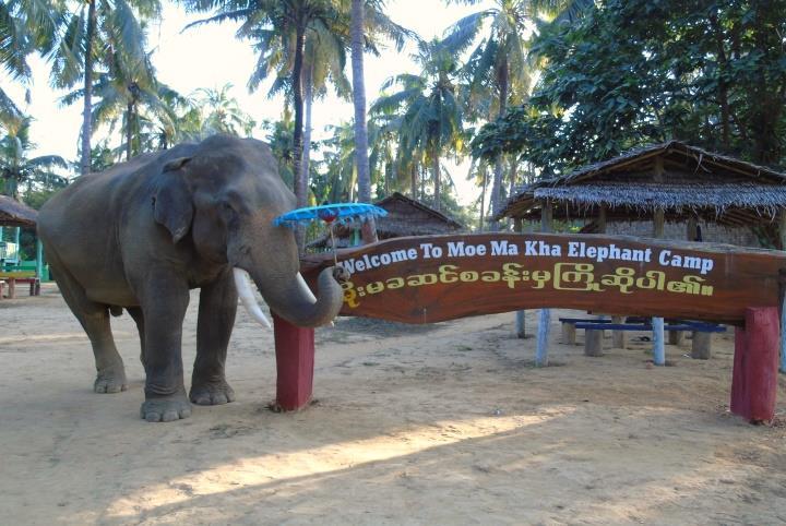 Moe Ma Kha Elephant Camp Image