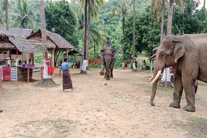 Moe Ma Kha Elephant Camp Image