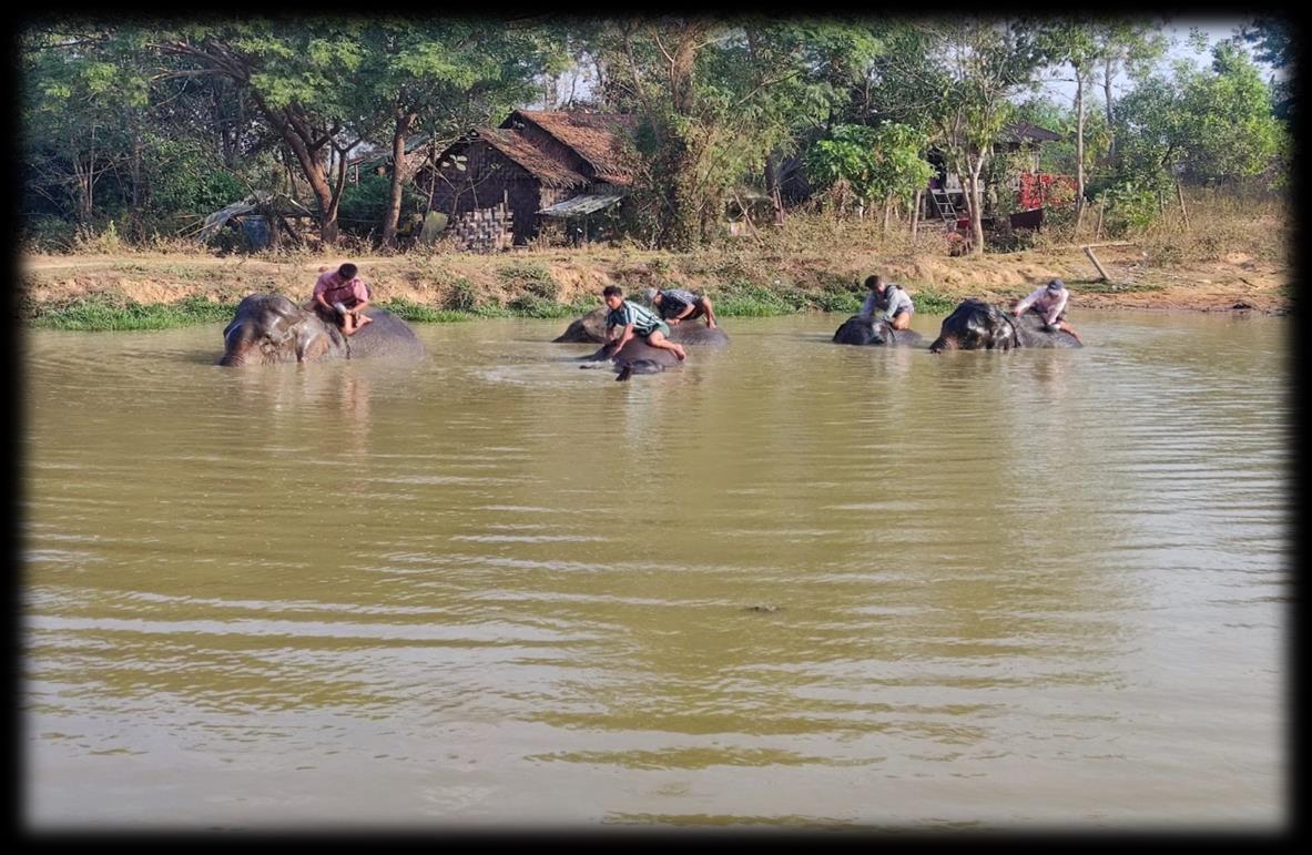 Myaing Hay Won Elephant Conservation Camp Image