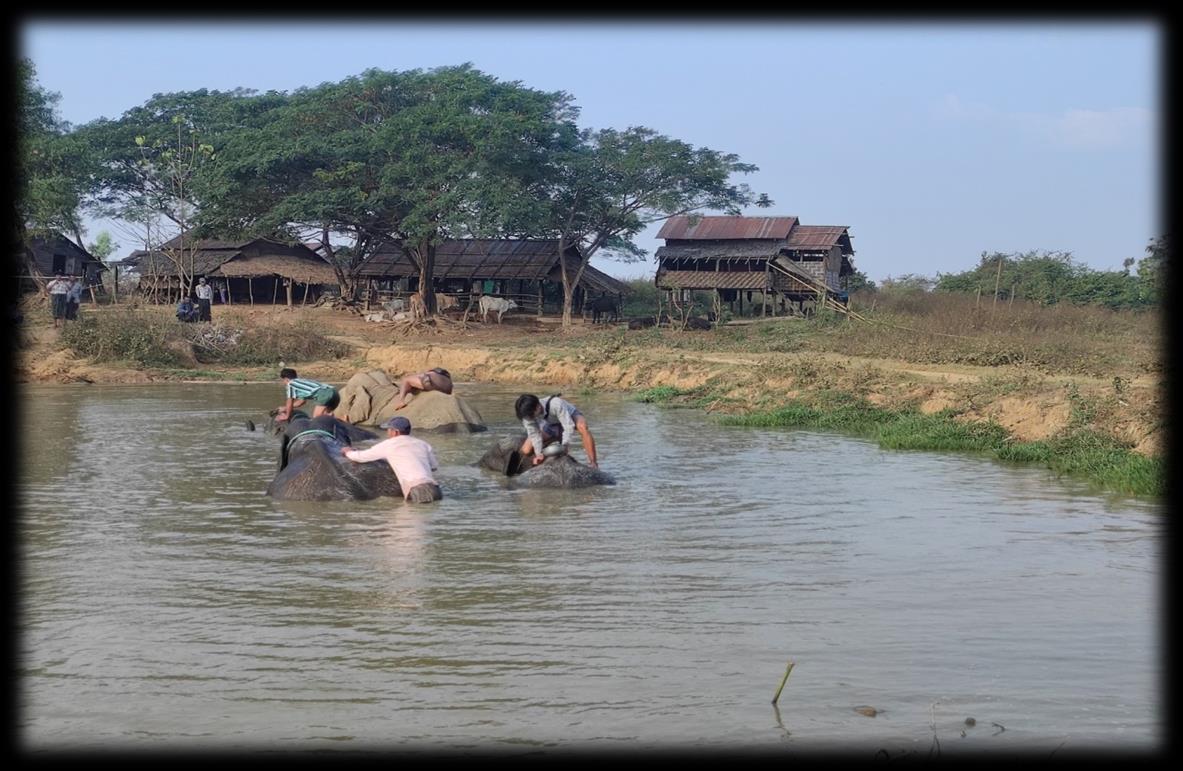 Myaing Hay Won Elephant Conservation Camp Image
