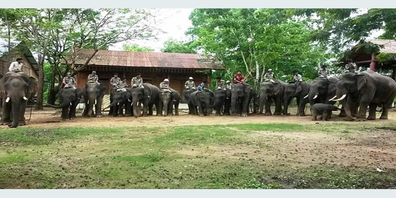 Myaing Hay Won Elephant Conservation Camp Image