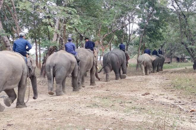 Myaing Hay Won Elephant Conservation Camp Image