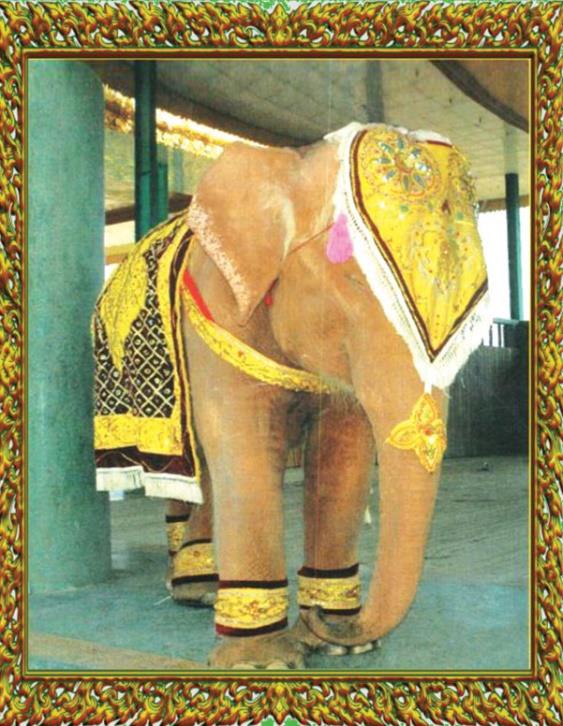 Royal White Elephants Conservation Garden Image