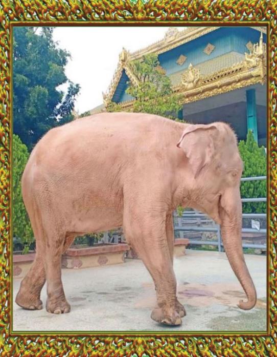 Royal White Elephants Conservation Garden Image