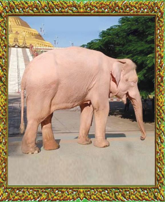 Royal White Elephants Conservation Garden Image