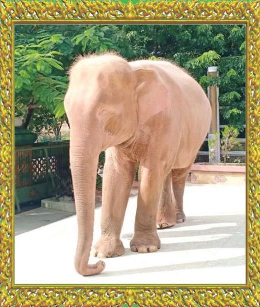 Royal White Elephants Conservation Garden Image