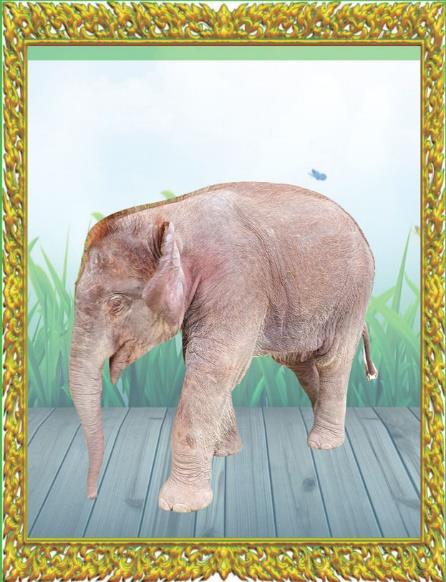 Royal White Elephants Conservation Garden Image