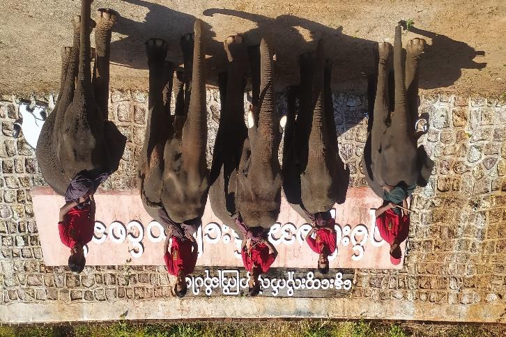 Shan Yoma Elephant Camp Image