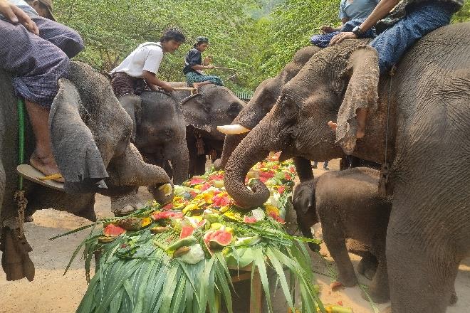 Shan Yoma Elephant Camp Image