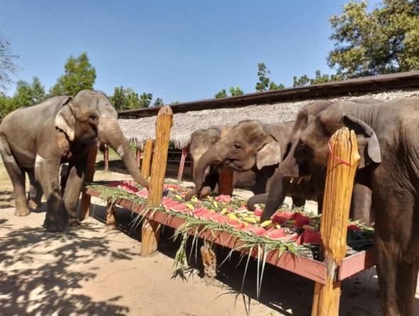 Wingabaw Elephant Conservation Camp Image